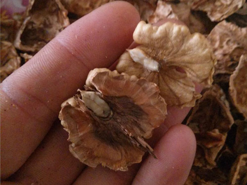 云南核桃 云南核桃